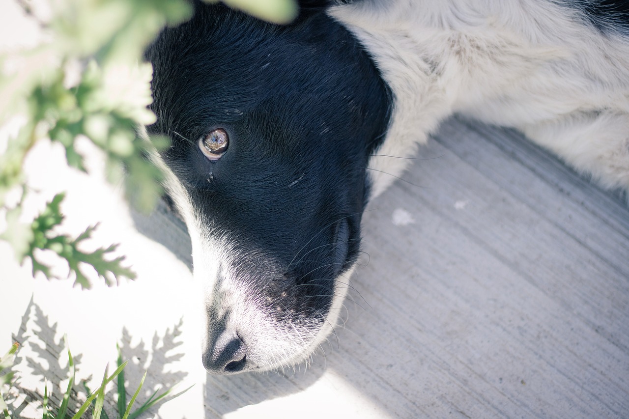 dog sad street free photo