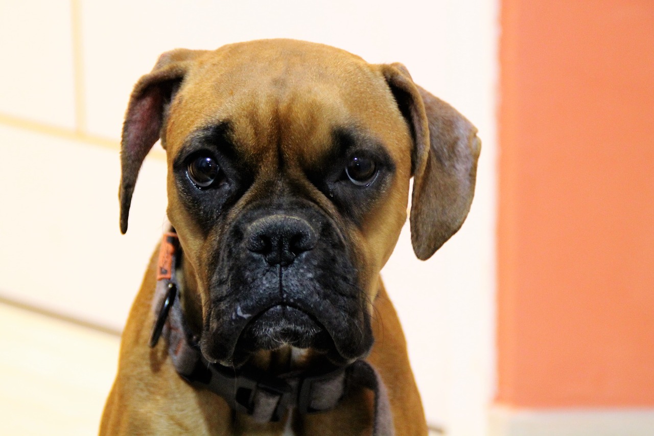 dog boxer sad free photo