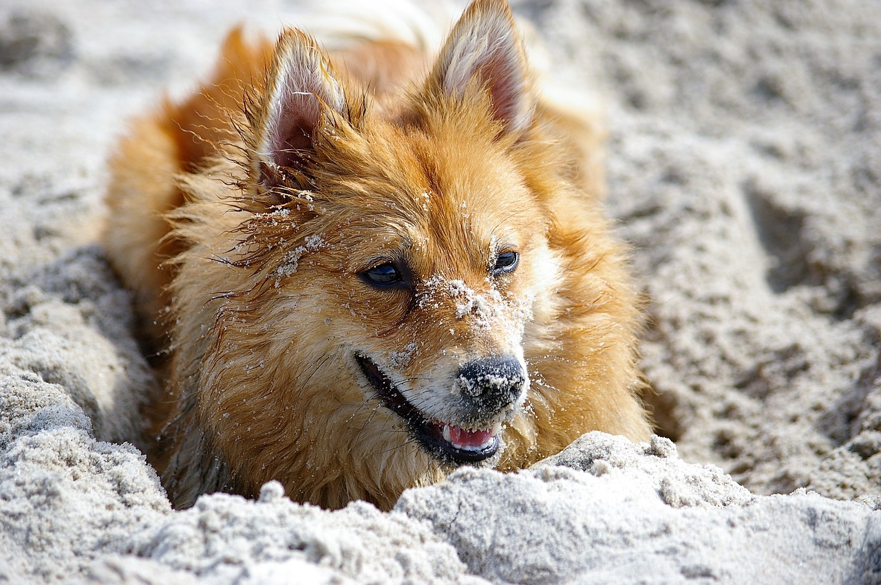 dog tip shiba free photo