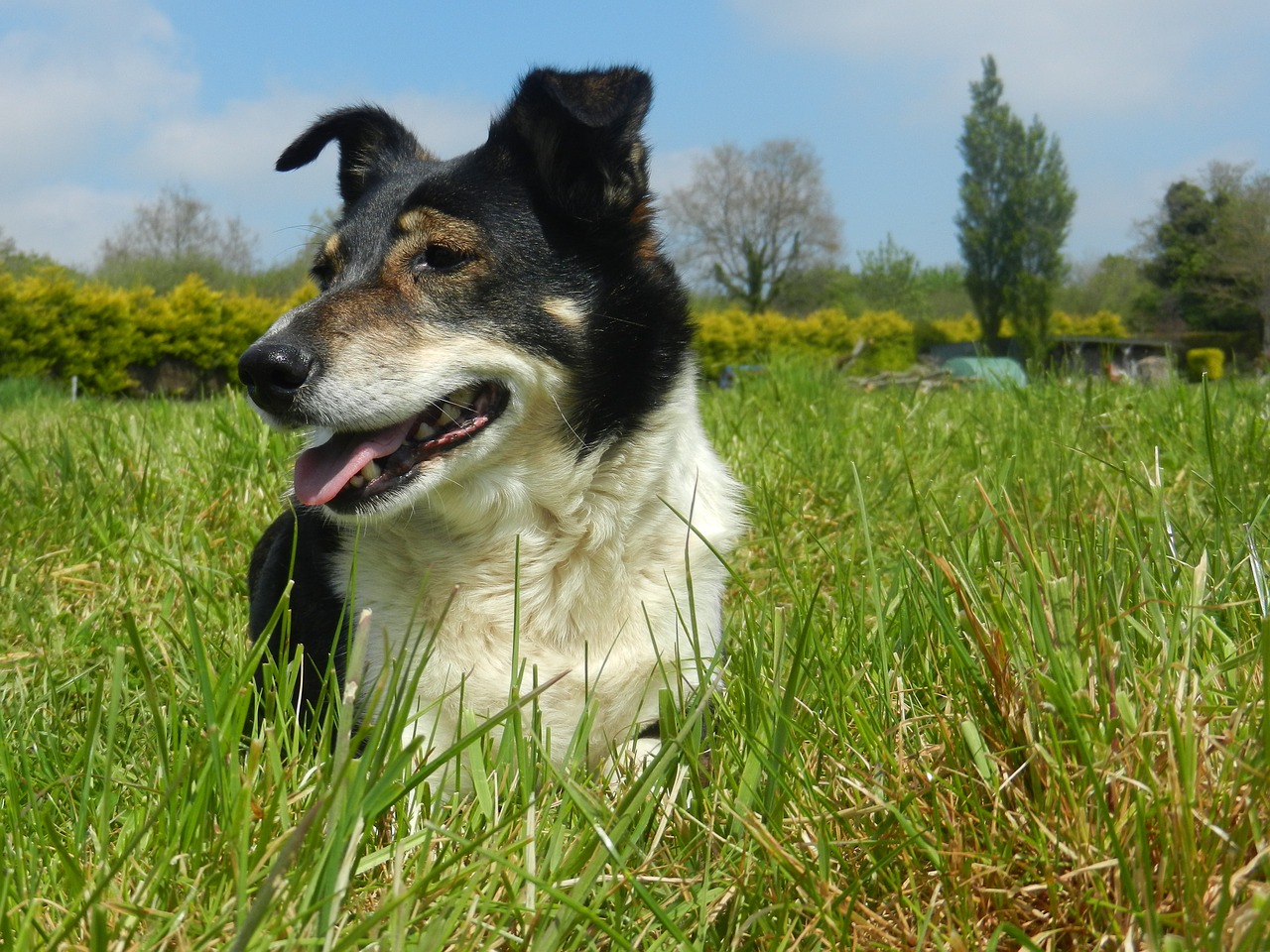 dog field domestic animal free photo