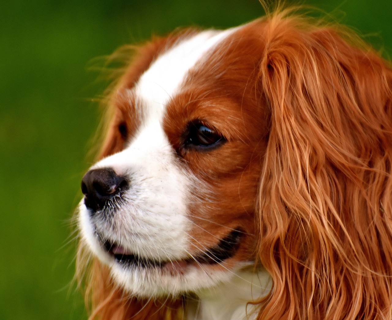 dog cavalier king charles spaniel funny free photo