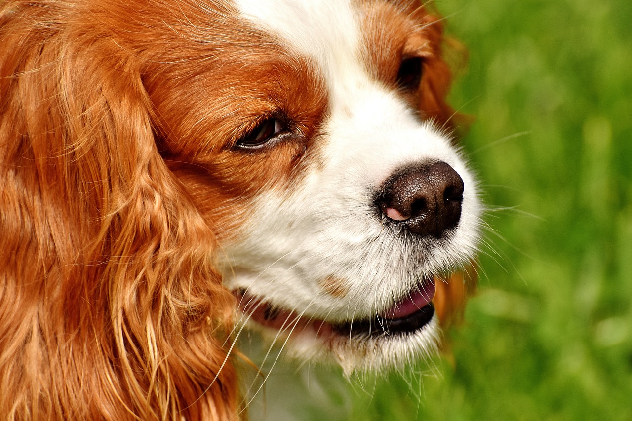 dog cavalier king charles spaniel funny free photo