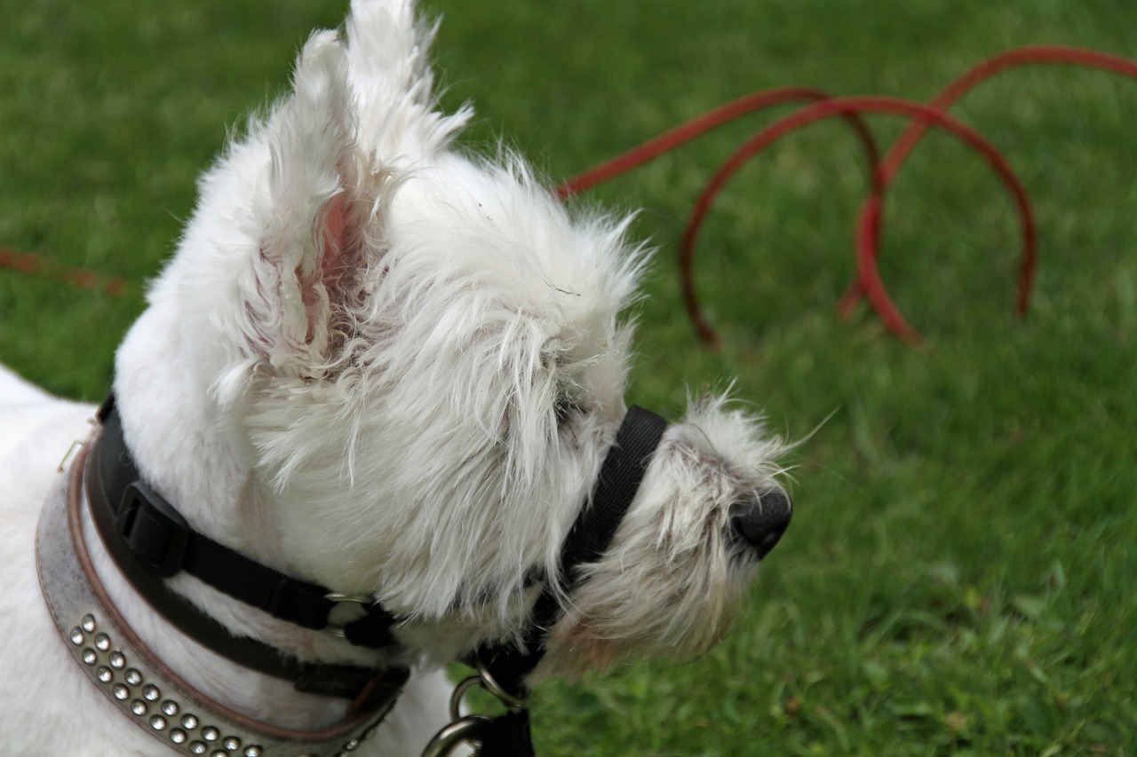 dog scottish terrier free photo