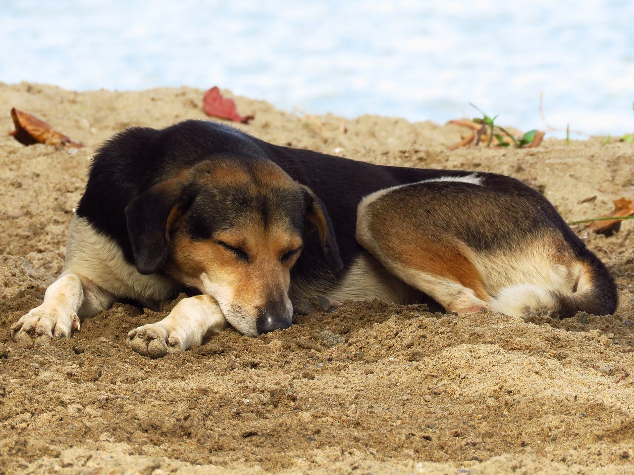 dog sleep animal free photo