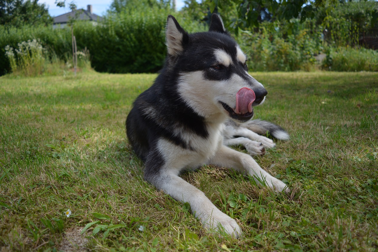 dog grass garden free photo