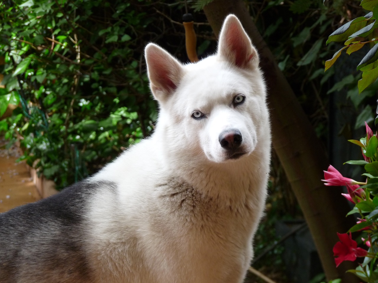 dog pets husky free photo