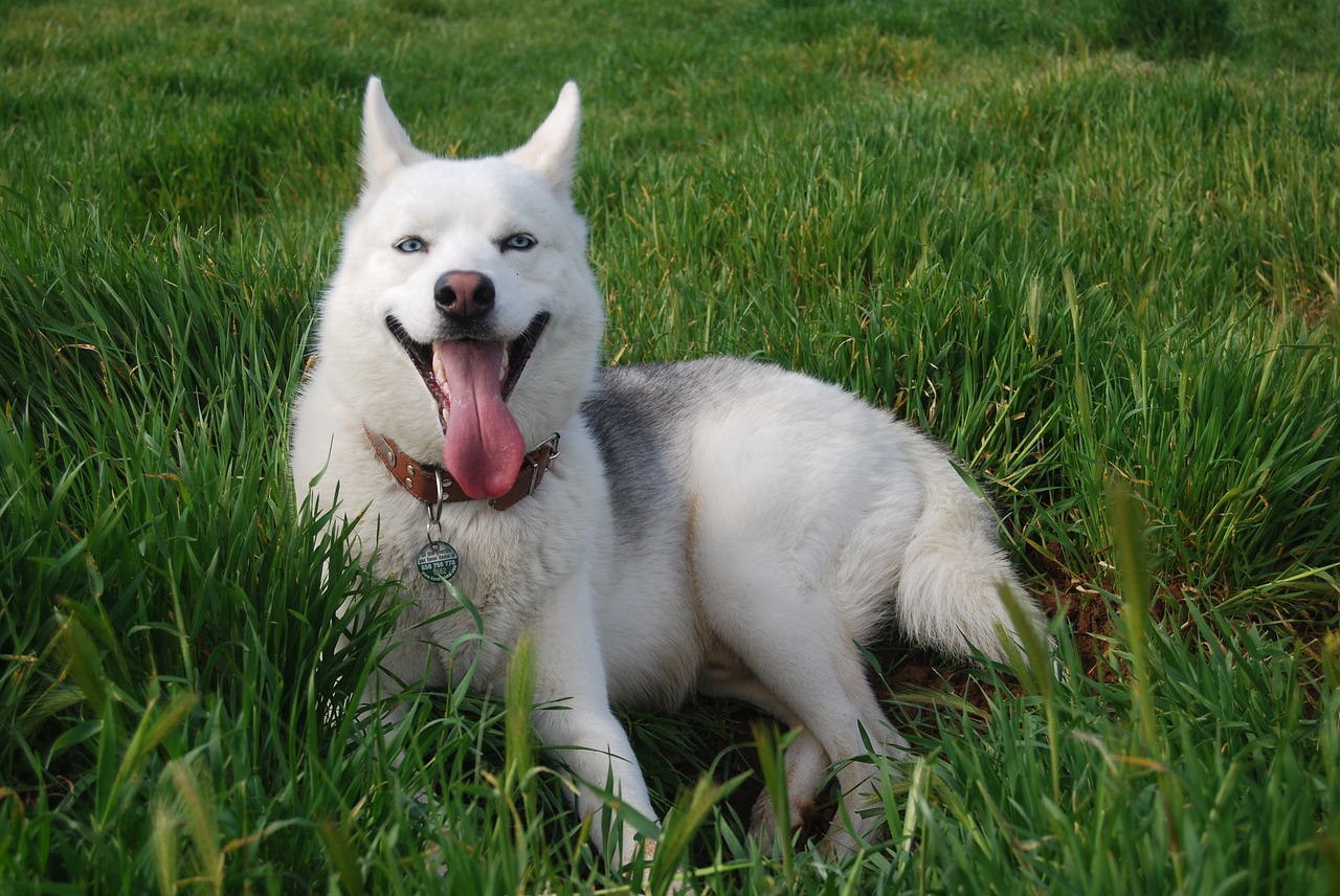 dog pets siberian husky free photo