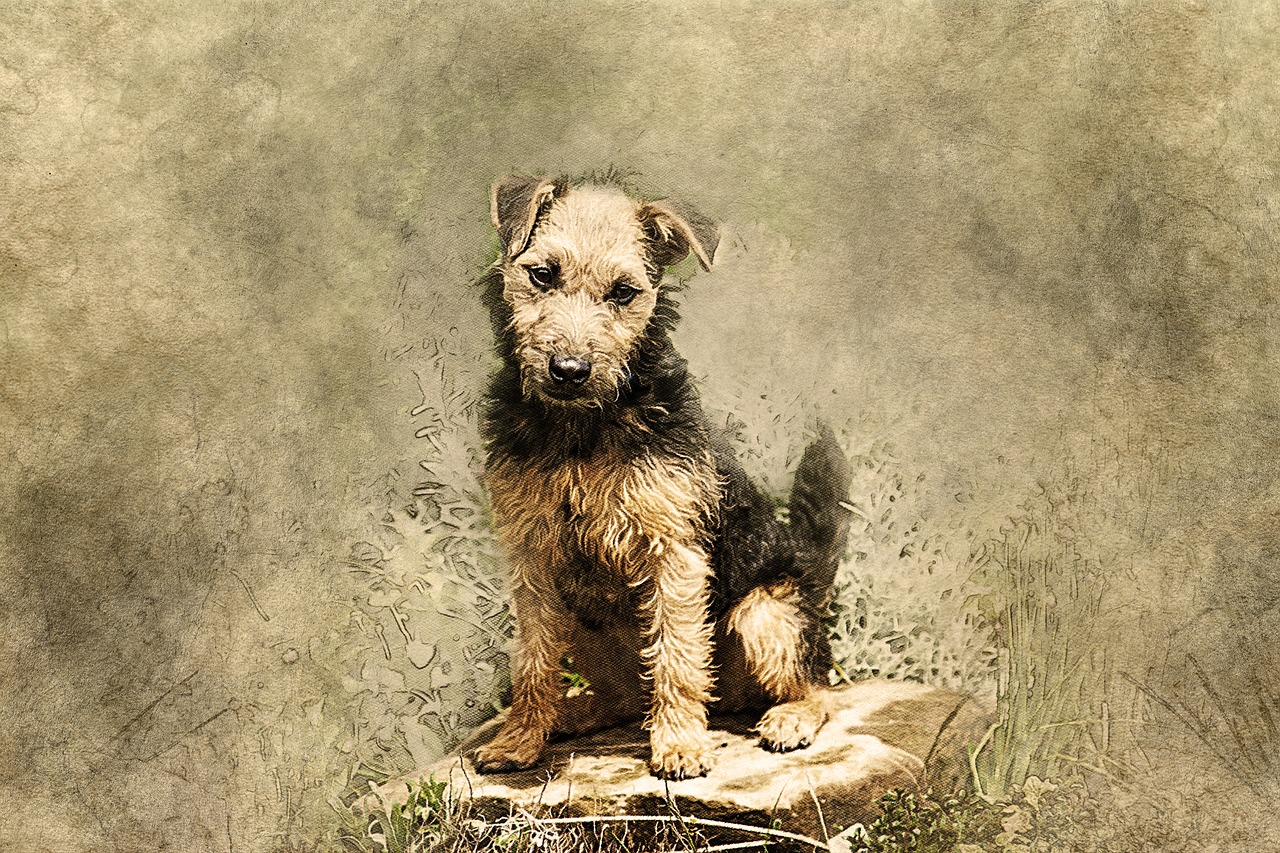 dog animal terrier free photo