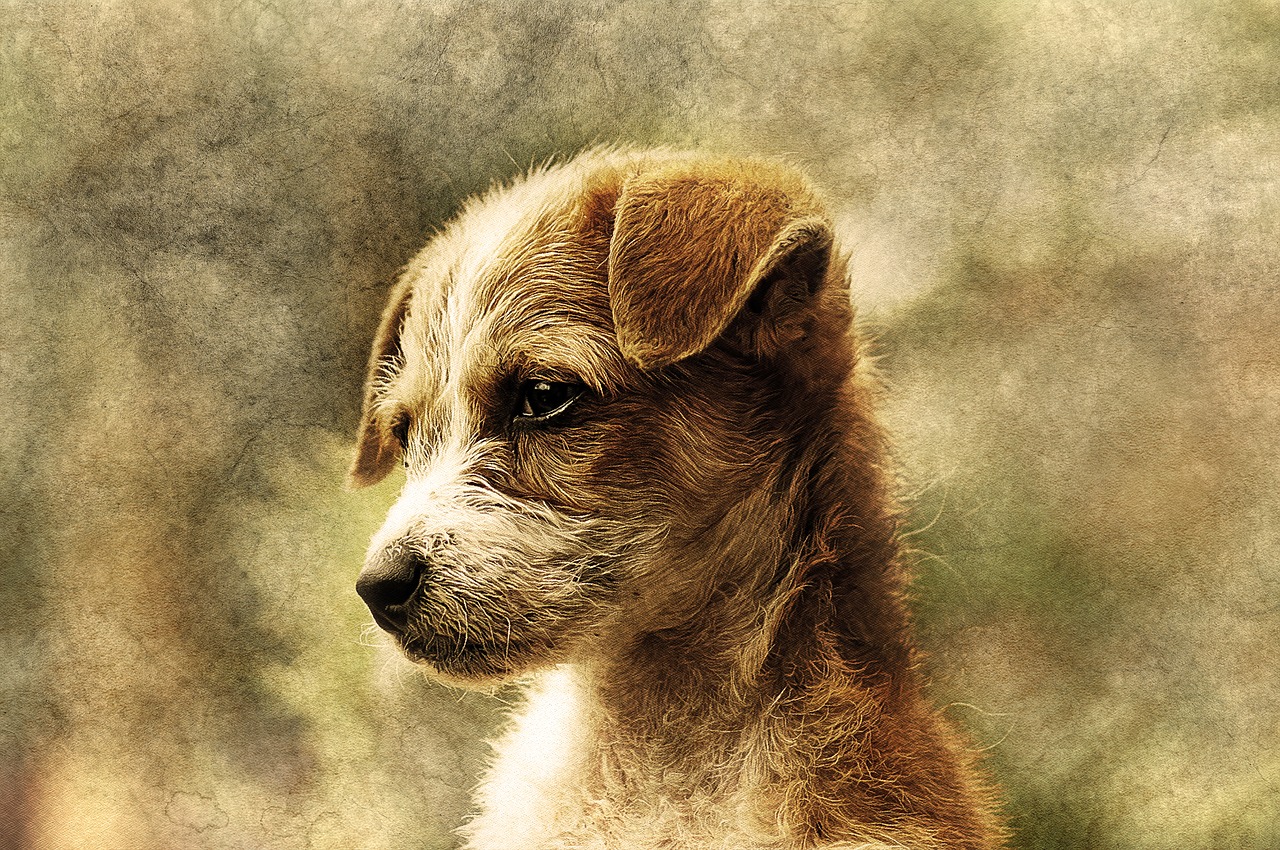 dog animal art free photo