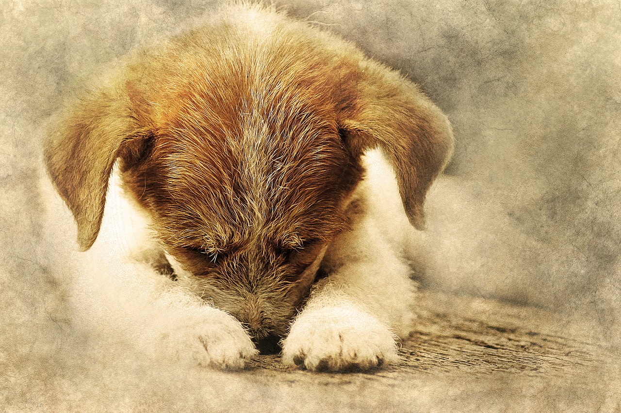 dog animal art free photo