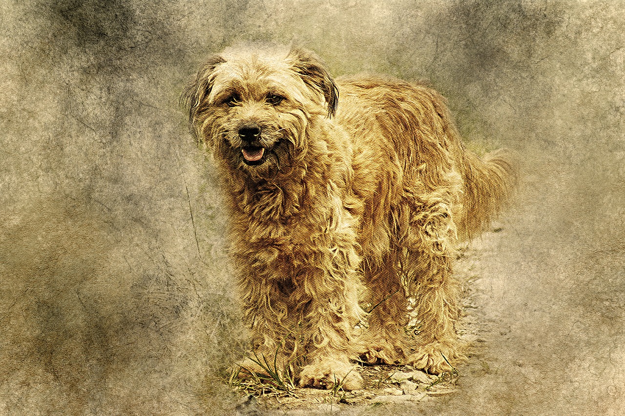 dog animal art free photo