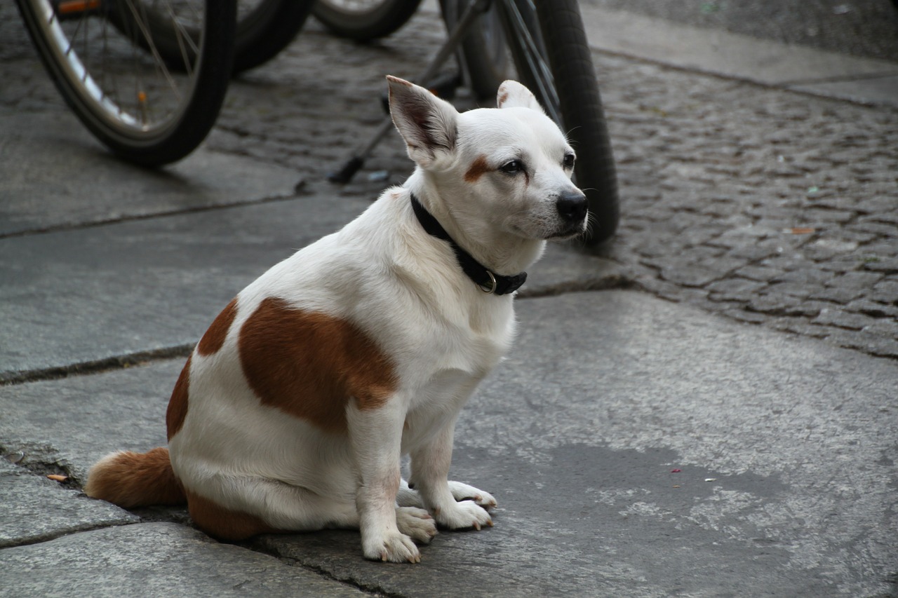 dog portrait animal portrait free photo