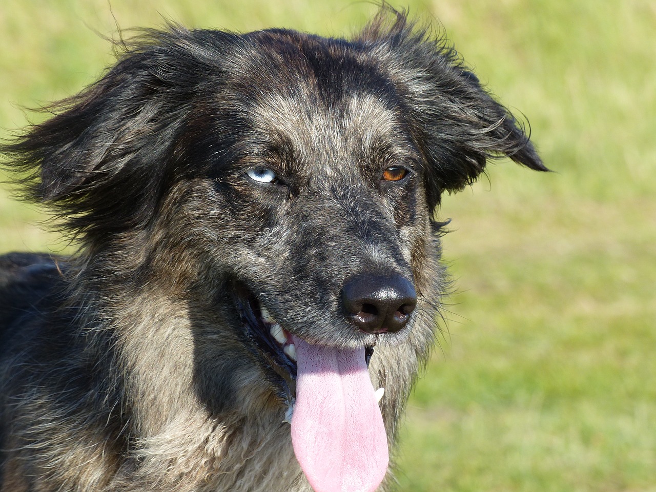 dog crossing eyes free photo