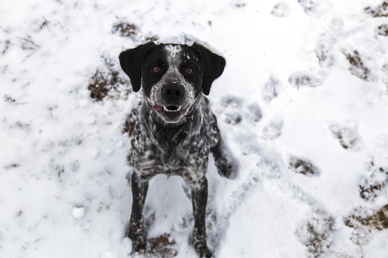 dog snow footsteps free photo