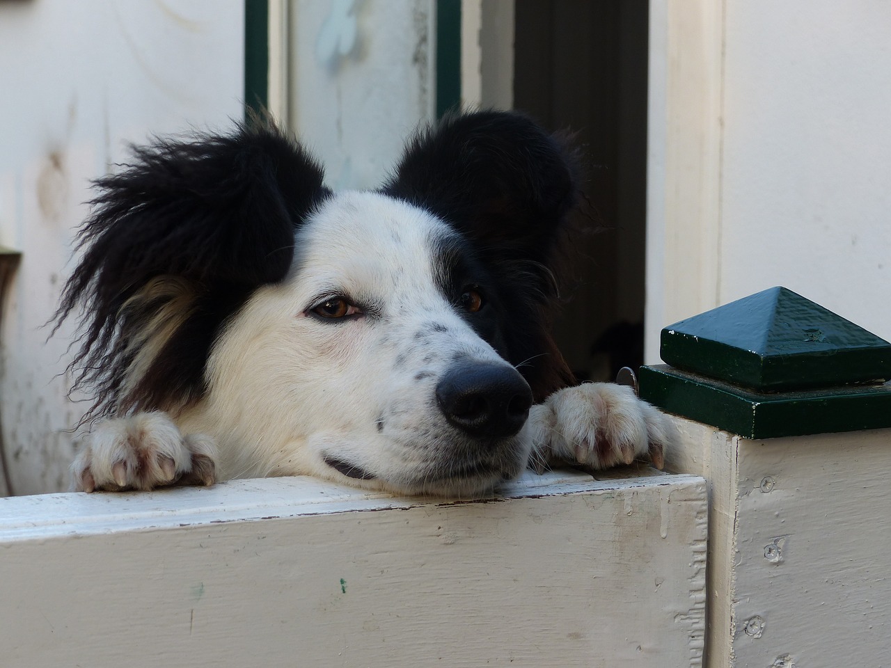 dog dogs fence free photo