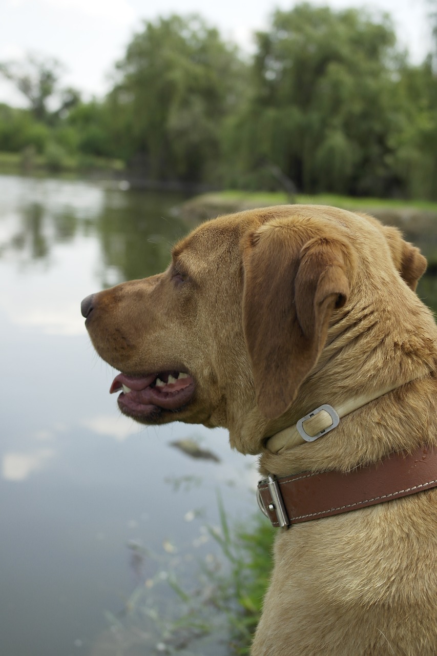 dog lake water free photo