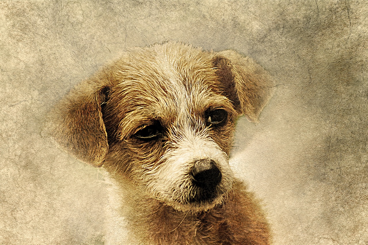 dog animal art free photo