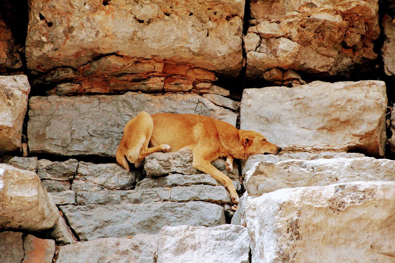 dog relax rest free photo