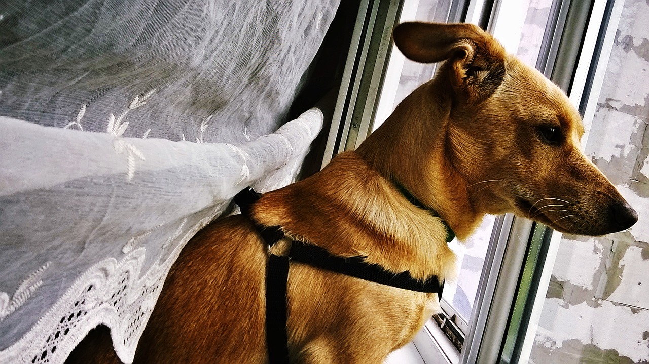 dog window rain free photo