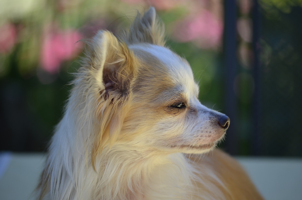 dog chihuahua side view free photo