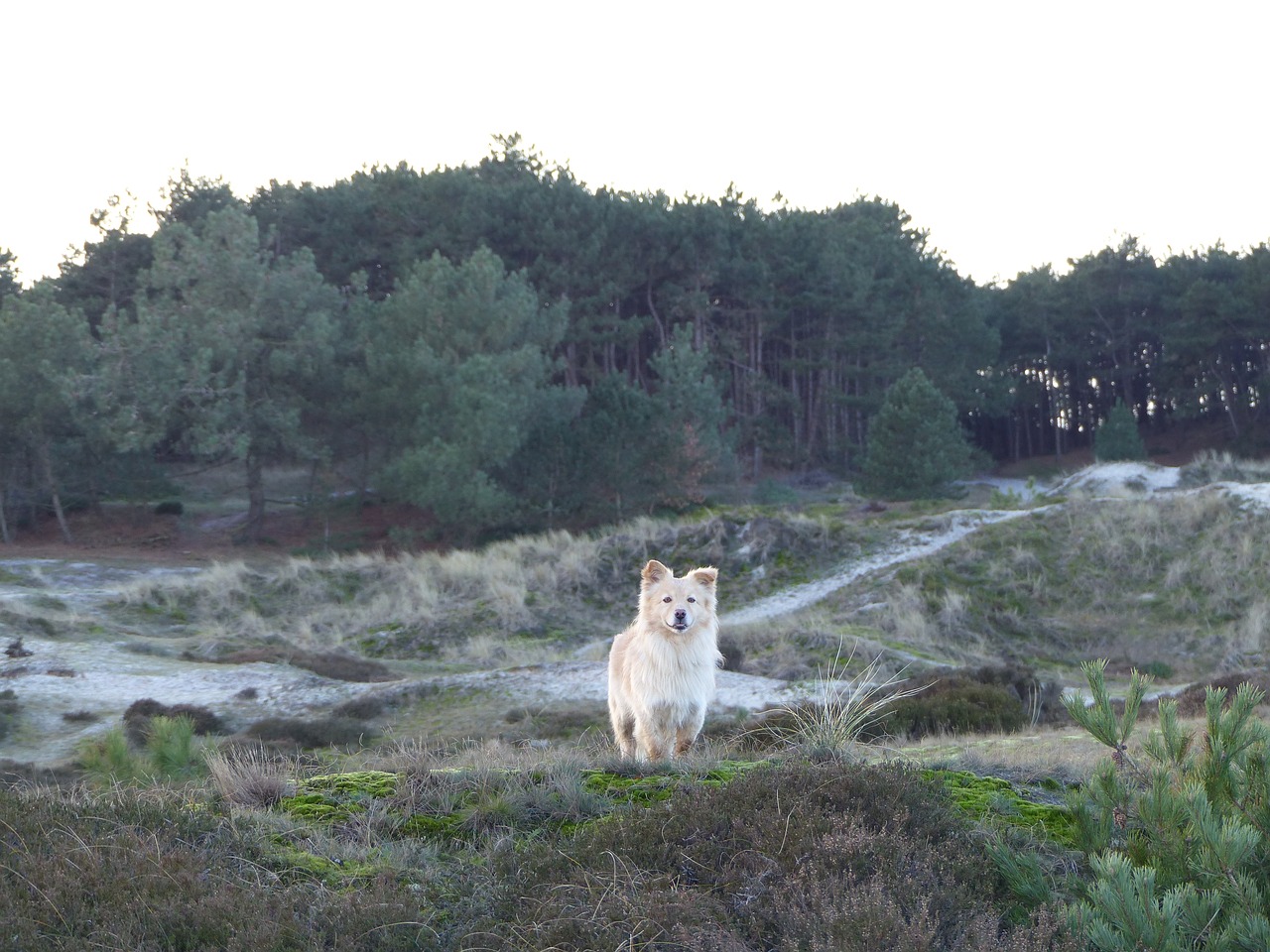 dog sweet watch free photo