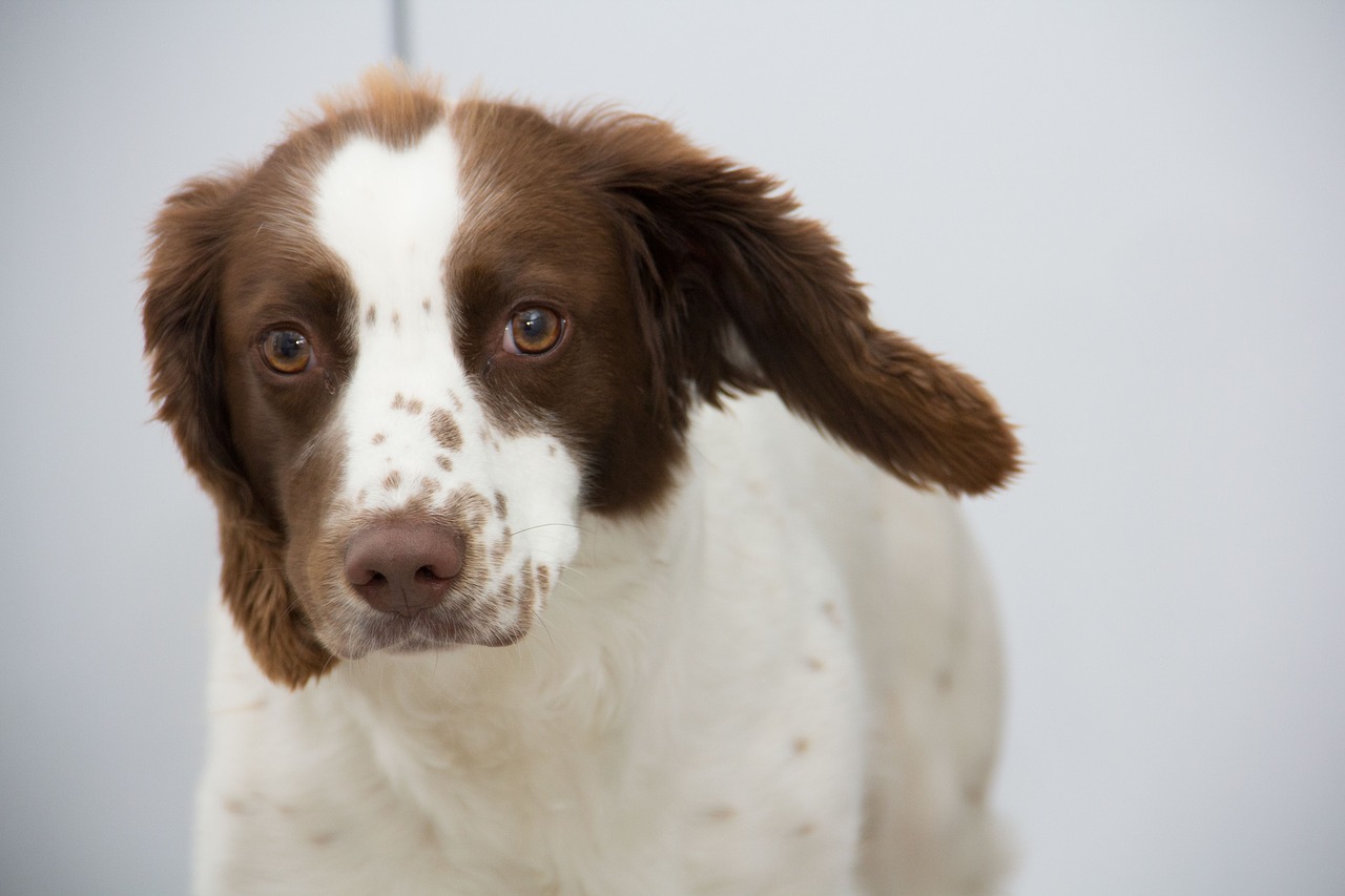 dog springer spaniel free photo