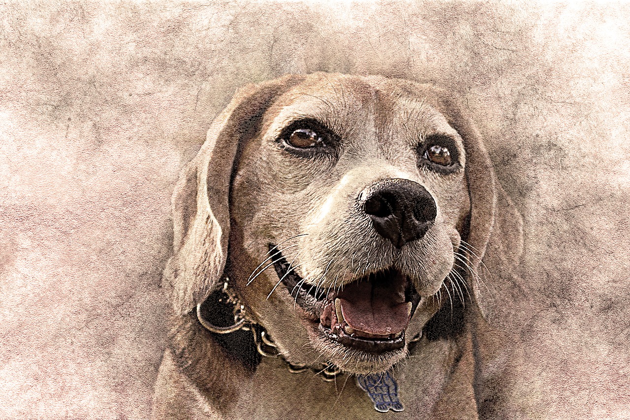 dog pet art free photo