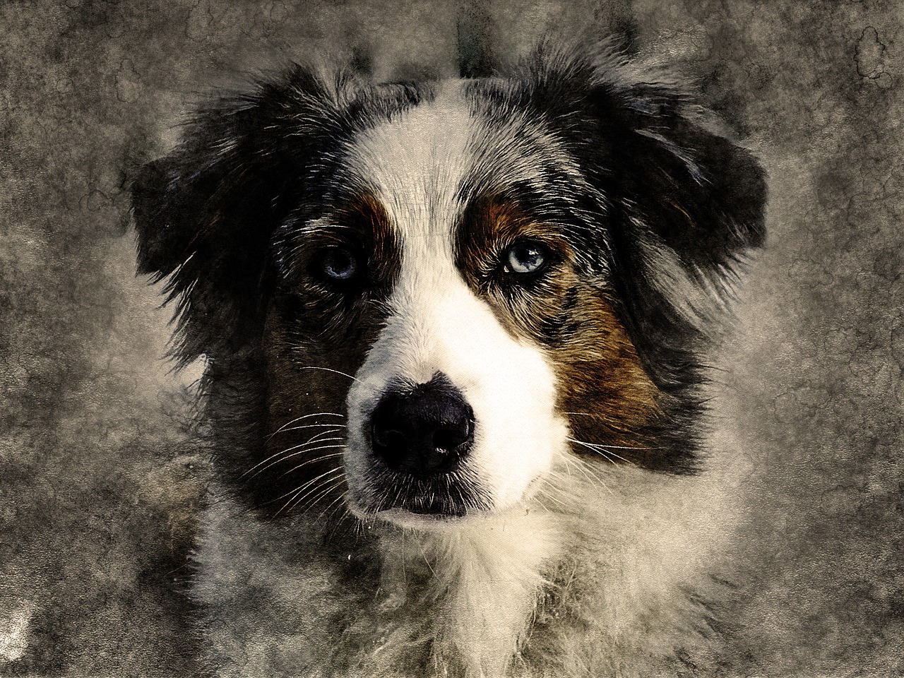 dog pet art free photo