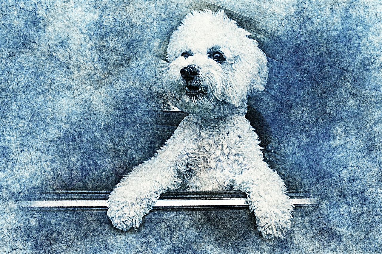 dog pet art free photo