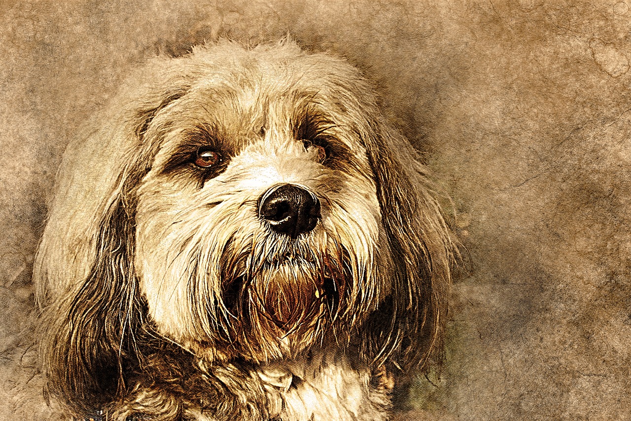 dog pet art free photo