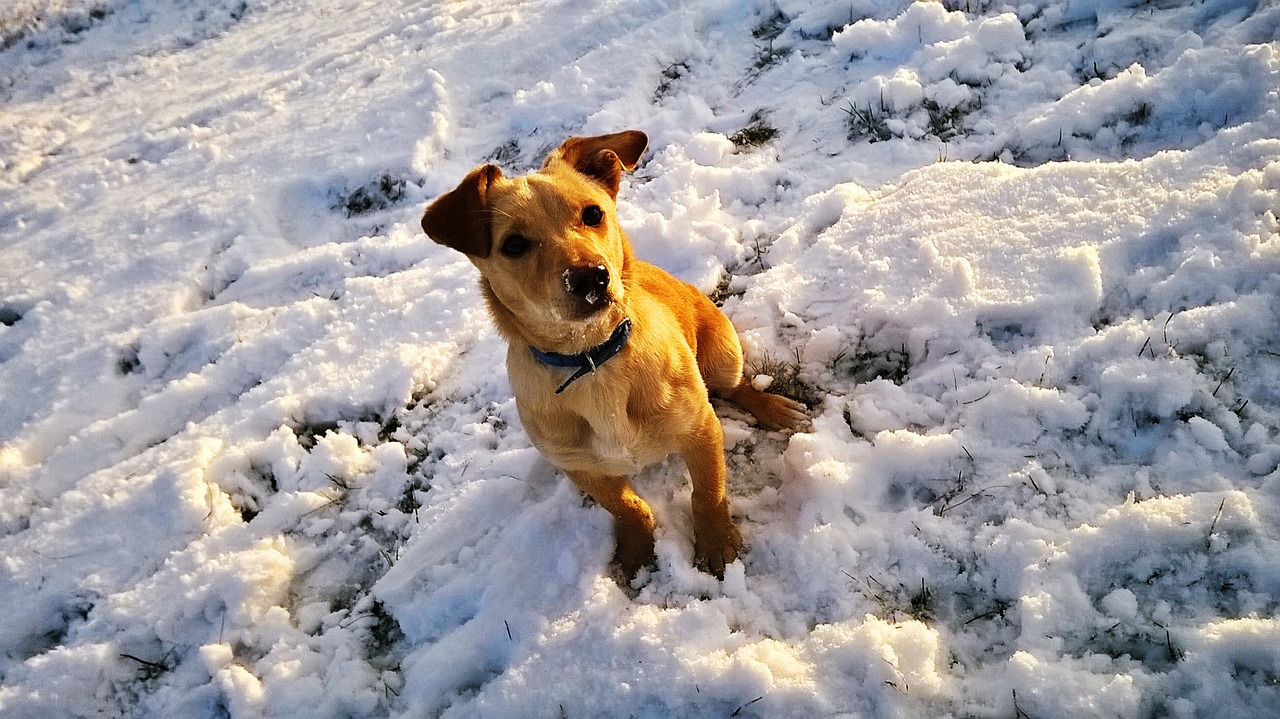 dog snow winter free photo