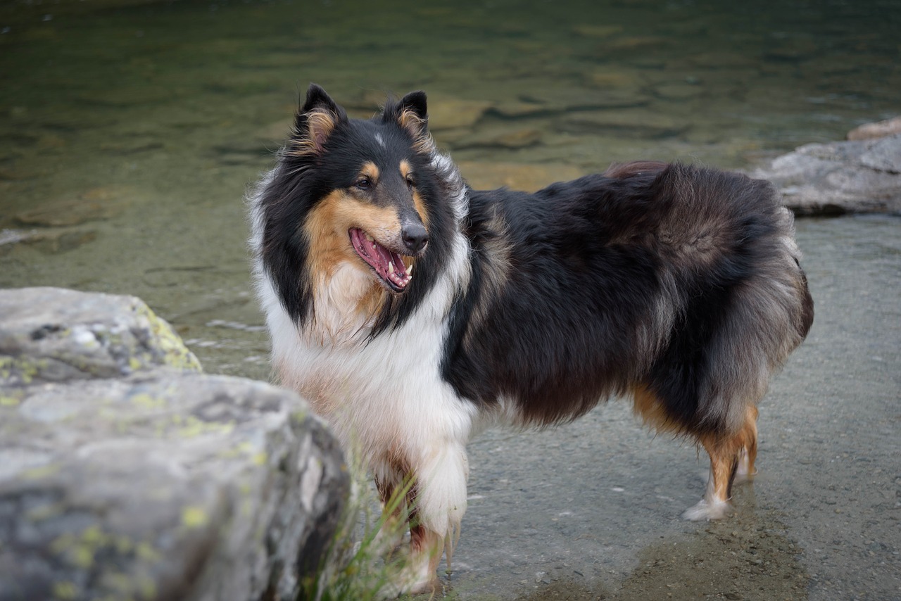 dog collie purebred dog free photo