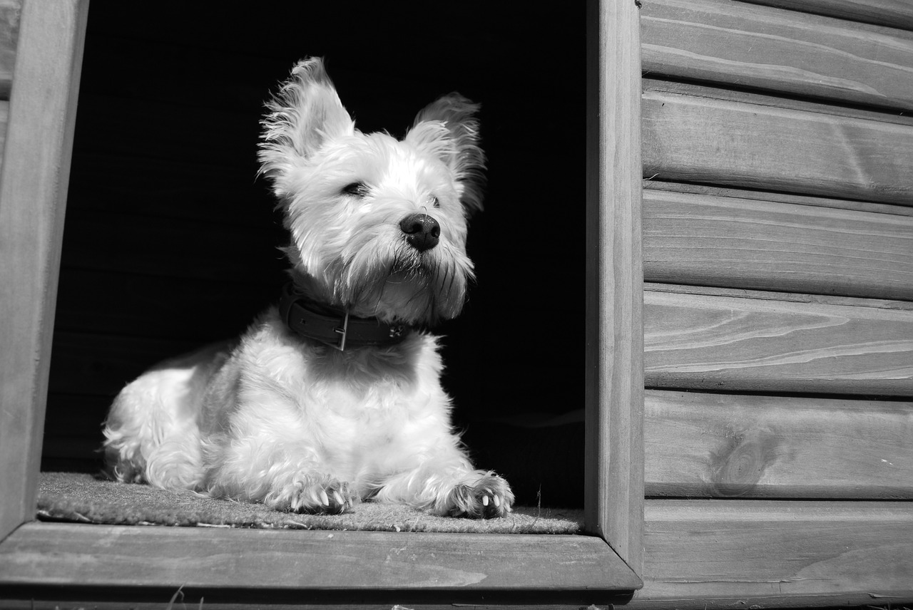 dog kennel animal free photo