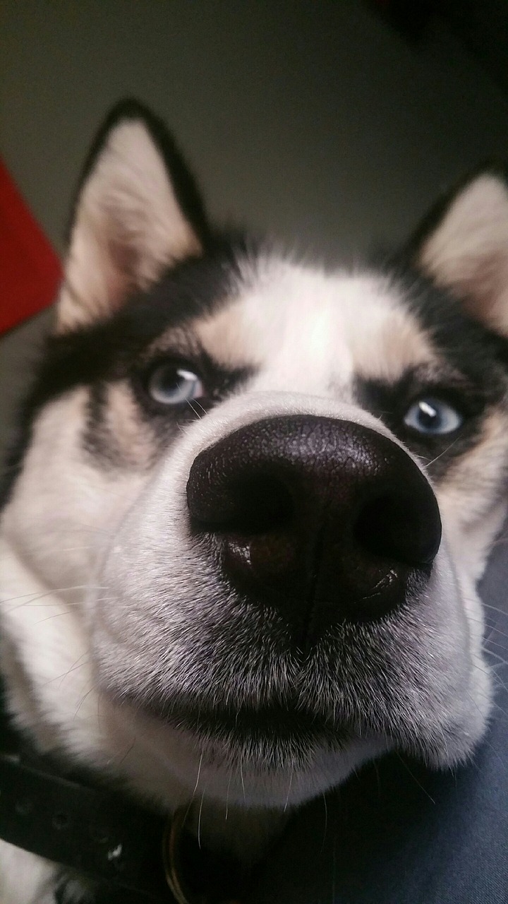 dog nose husky free photo