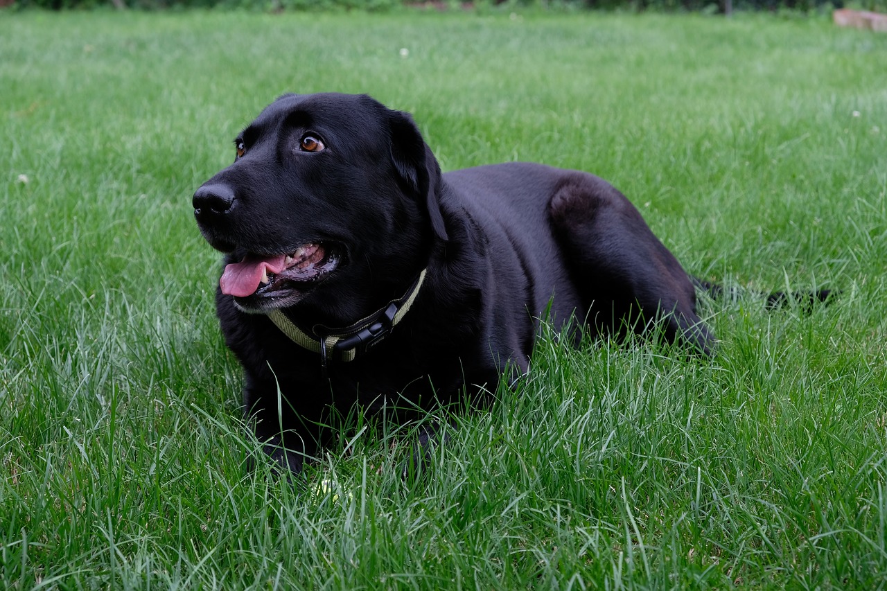 dog labrador black free photo