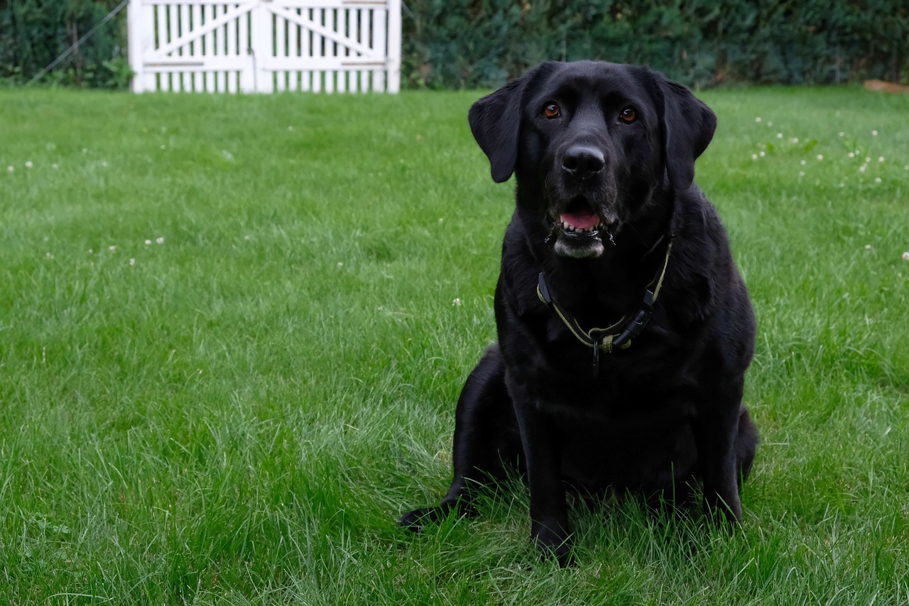 dog labrador black free photo