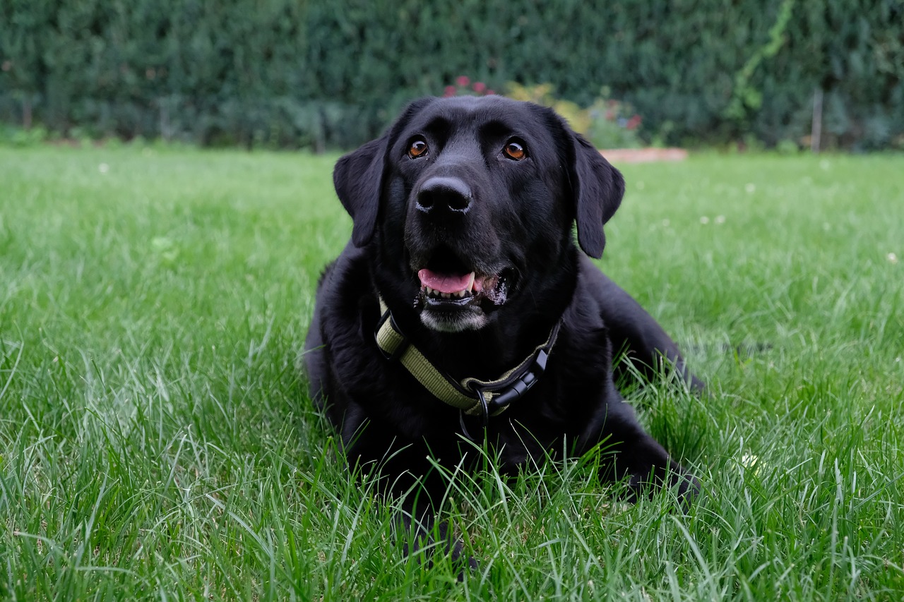 dog labrador black free photo