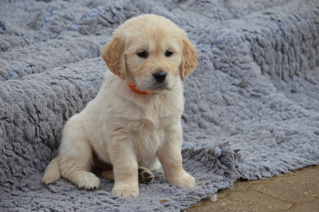 dog golden retriever puppy free photo