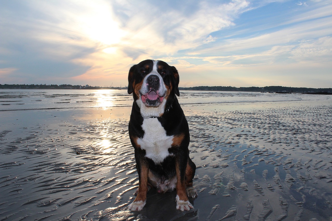 dog ocean beach free photo