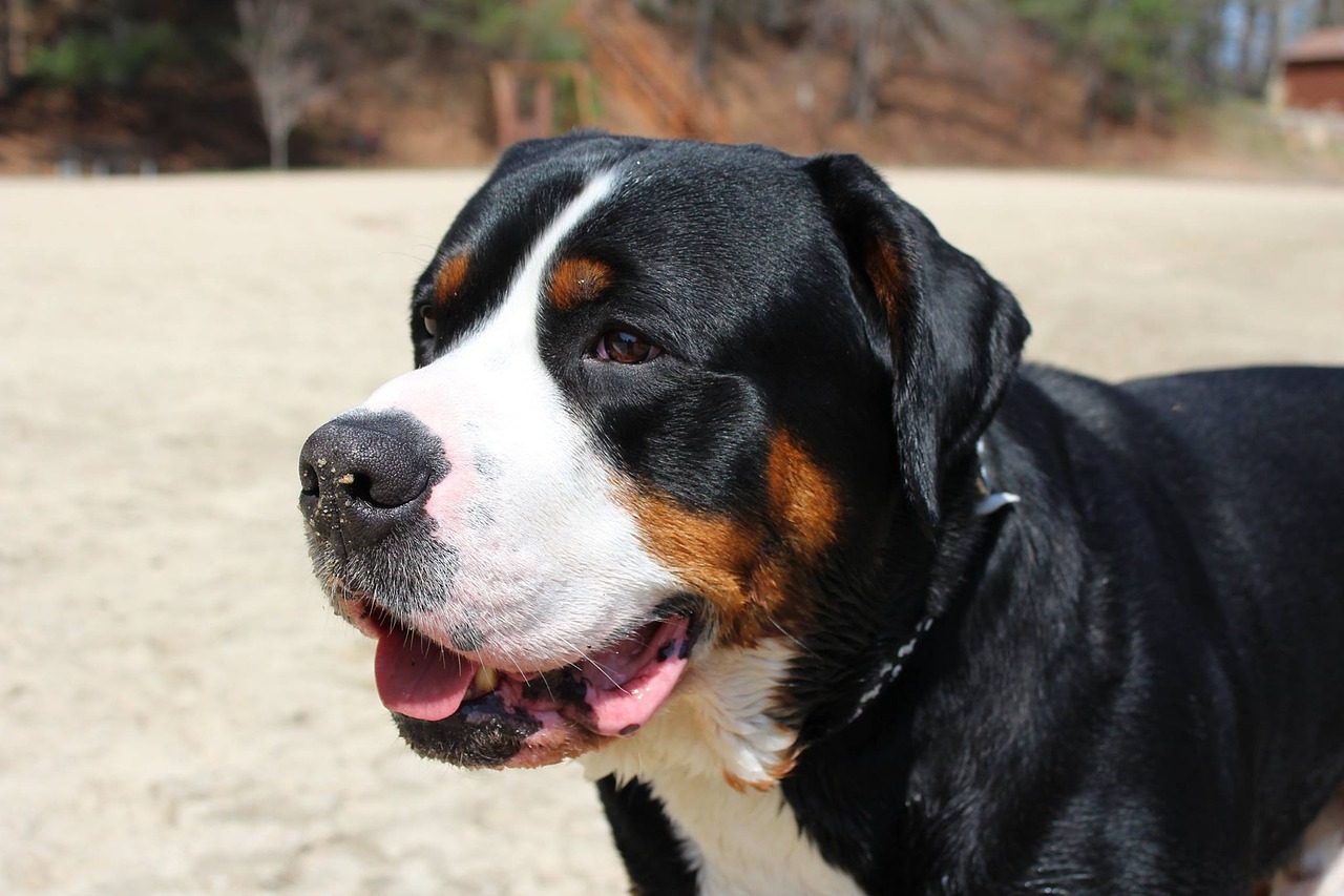 dog beach pet free photo