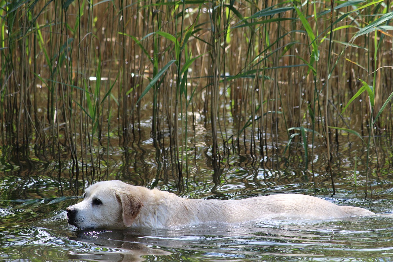 dog water white free photo