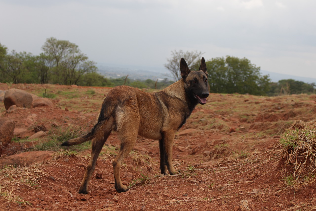 dog canine animal free photo