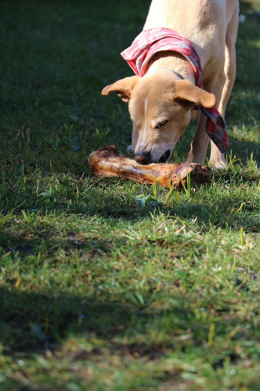 dog bone meadow free photo