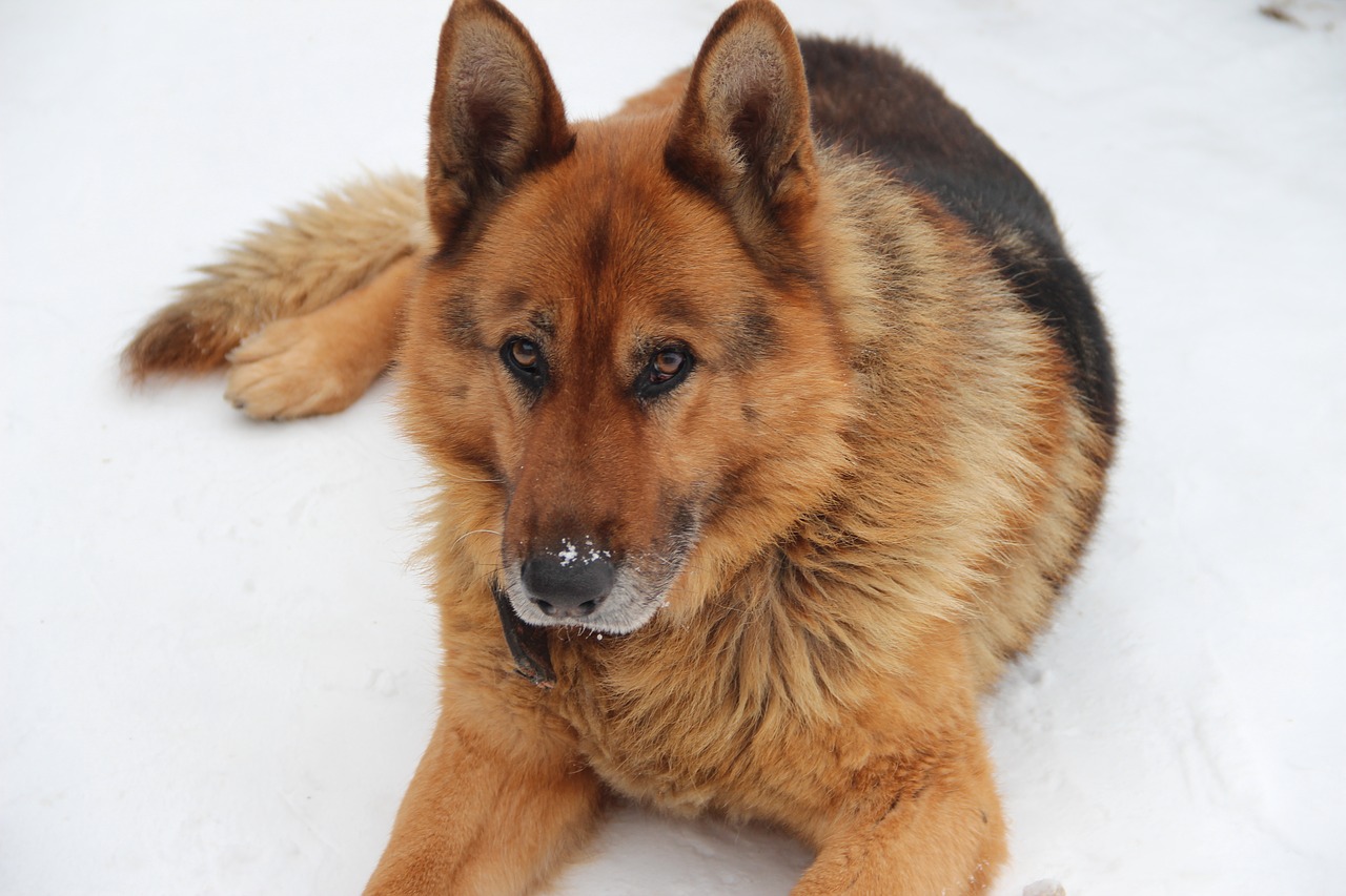 dog shepherd german shepherd free photo