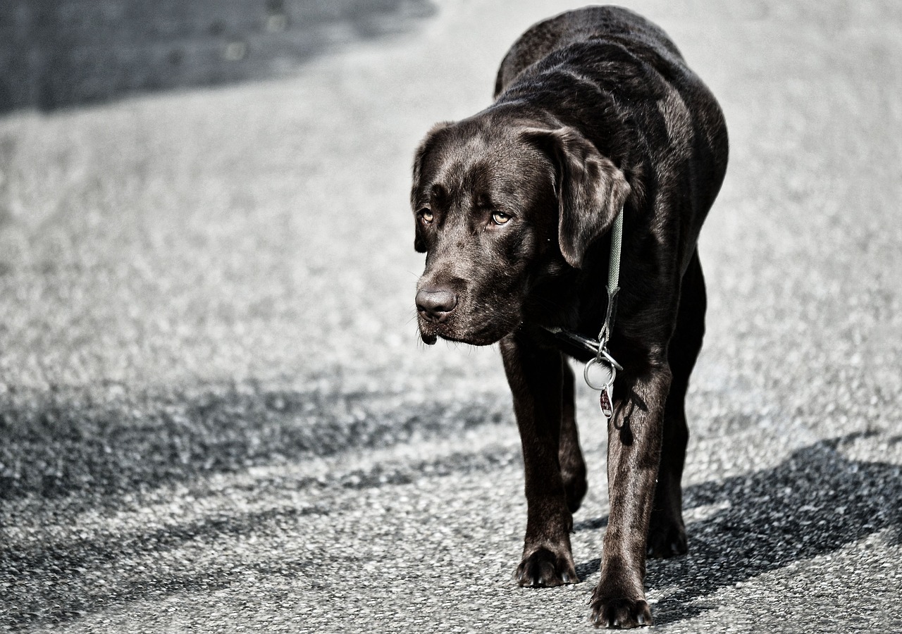 dog labrador pet free photo