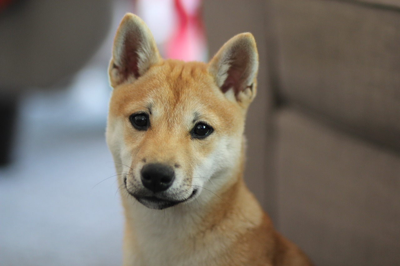 dog shiba inu puppy free photo