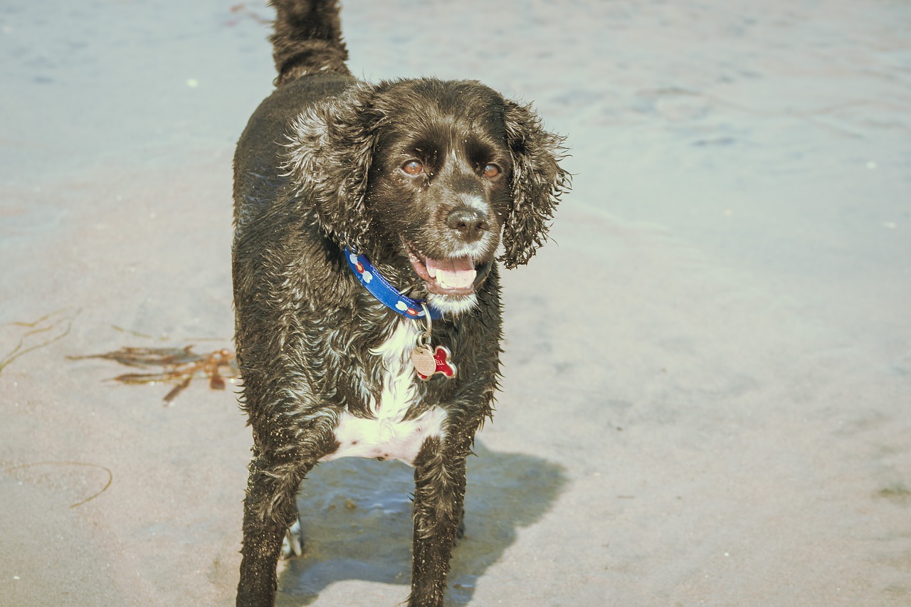 dog beach pet free photo