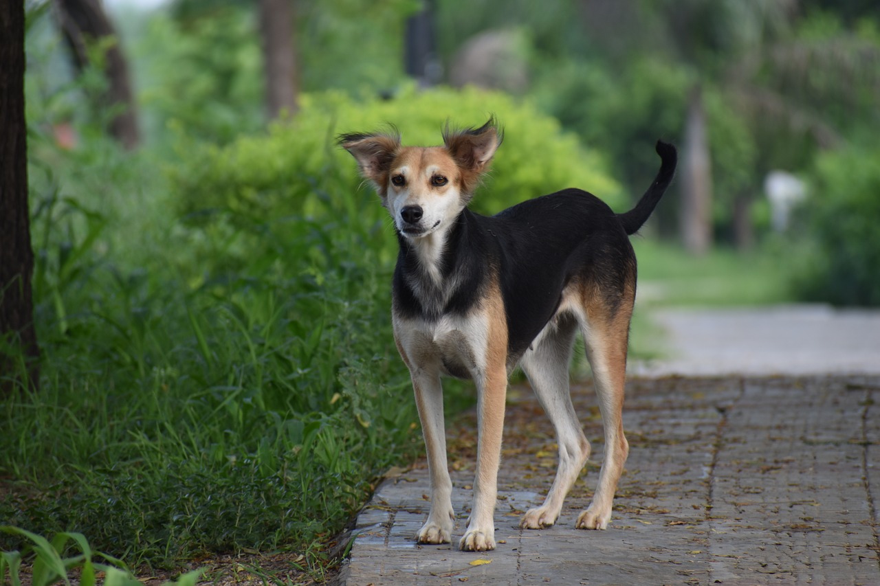 dog canine street dog free photo