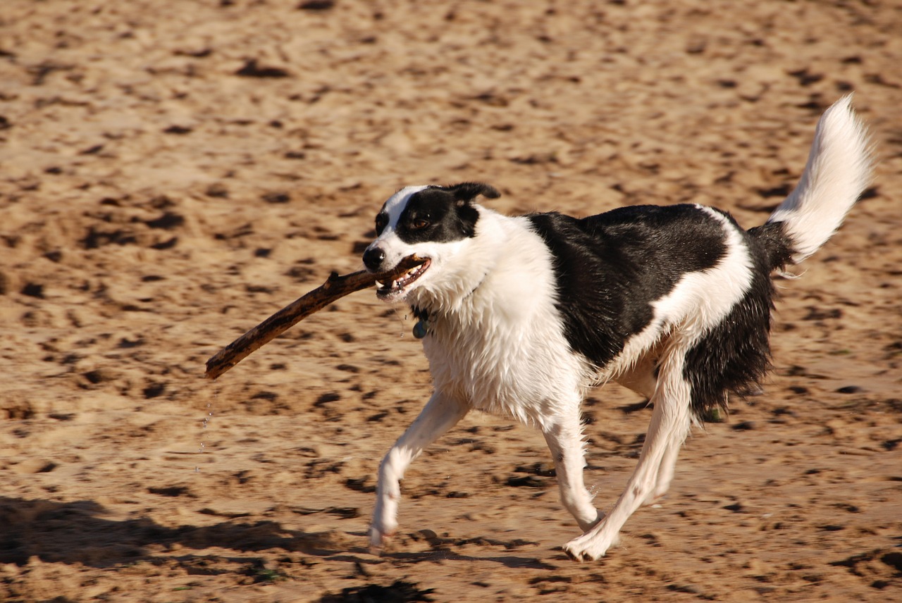dog stick running free photo
