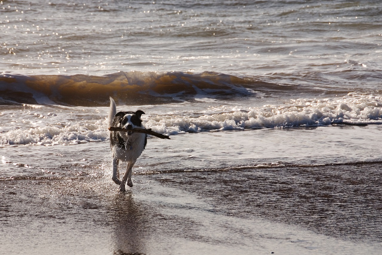 dog beach sea free photo